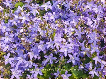 Campanula poscharskyana &#039;Fr&uuml;hlingszauber&#039; | Kruipklokje, Klokjesbloem | H&auml;ngepolster-Glockenblume