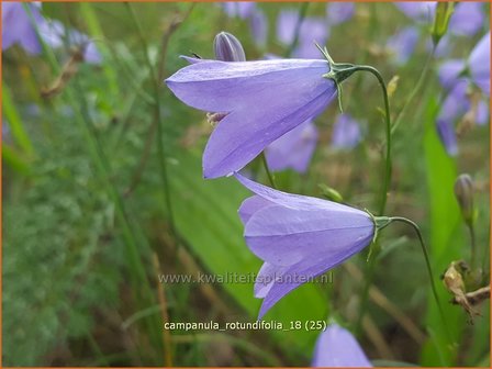 Campanula rotundifolia | Grasklokje, Klokjesbloem | Rundbl&auml;ttrige Glockenblume