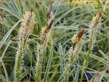 Carex 'Feather Falls' | Zegge | Segge
