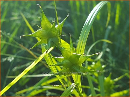 Carex grayi | Morgensterzegge, Zegge | Morgenstern-Segge