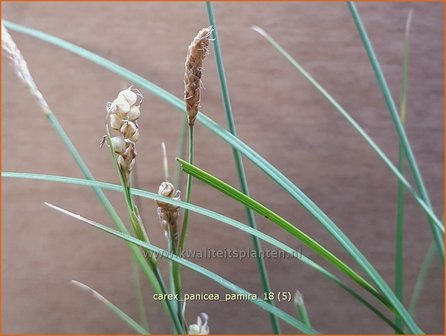 Carex panicea &#039;Pamira&#039; | Blauwe zegge, Zegge | Hirse-Segge