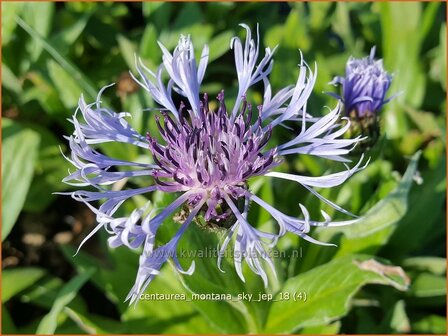 Centaurea montana &#039;Sky Jep&#039; | Bergkorenbloem, Bergcentaurie, Korenbloem, Centaurie | Berg-Flockenblume