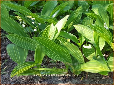 Convallaria majalis &#039;Albostriata&#039; | Lelietje-van-dalen | Gew&ouml;hnliches Maigl&ouml;ckchen