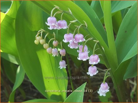 Convallaria majalis 'Rosea' | Lelietje-van-dalen | Gew&ouml;hnliches Maigl&ouml;ckchen