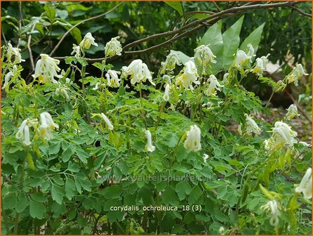 Corydalis ochroleuca | Geelwitte helmbloem, Helmbloem | Blassgelber Lerchensporn