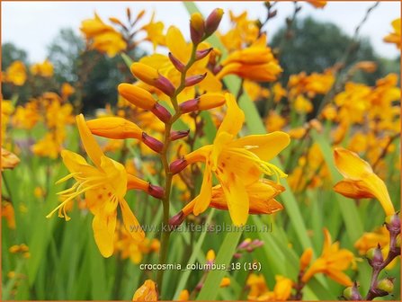 Crocosmia &#039;Columbus&#039; | Montbretia | Montbretie