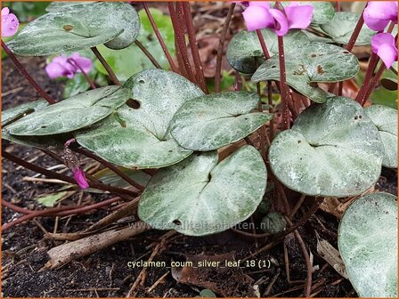 Cyclamen coum 'Silver Leaf' | Rondbladige cyclaam, Cyclaam, Alpenviooltje, Tuincyclaam | Frühlings-Alpenveilchen