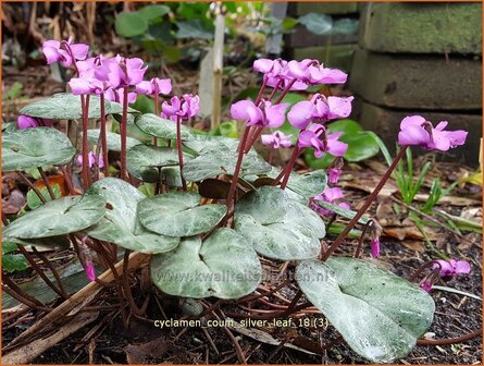 Cyclamen coum 'Silver Leaf' | Rondbladige cyclaam, Cyclaam, Alpenviooltje, Tuincyclaam | Frühlings-Alpenveilchen