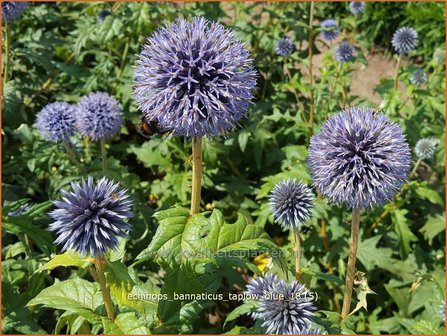 Echinops bannaticus &#039;Taplow Blue&#039; | Kogeldistel | Banater Kugeldistel