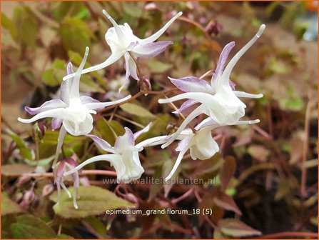 Epimedium grandiflorum | Elfenbloem | Gro&szlig;bl&uuml;tige Elfenblume