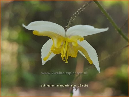 Epimedium &#039;Mandarin Star&#039; | Elfenbloem | Elfenblume