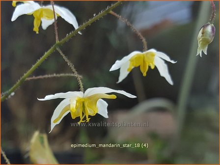 Epimedium &#039;Mandarin Star&#039; | Elfenbloem | Elfenblume
