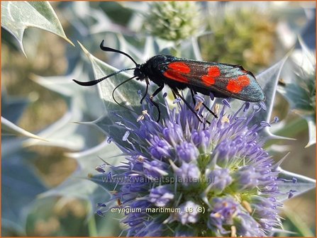 Eryngium maritimum | Blauwe zeedistel, Zeedistel, Kruisdistel | Strand-Mannstreu