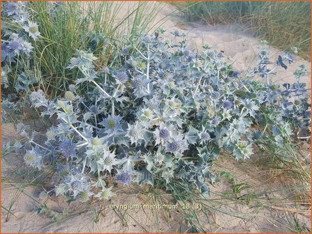 Eryngium maritimum | Blauwe zeedistel, Zeedistel, Kruisdistel | Strand-Mannstreu