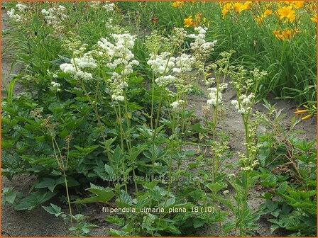 Filipendula ulmaria 'Plena' | Moerasspirea, Spirea | Sumpf-M&auml;des&uuml;&szlig;