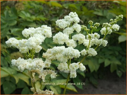 Filipendula ulmaria 'Plena' | Moerasspirea, Spirea | Sumpf-M&auml;des&uuml;&szlig;