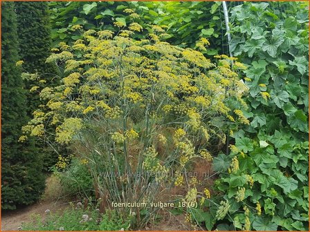 Foeniculum vulgare | Venkel | Gew&ouml;hnlicher Fenchel