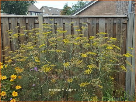 Foeniculum vulgare | Venkel | Gew&ouml;hnlicher Fenchel