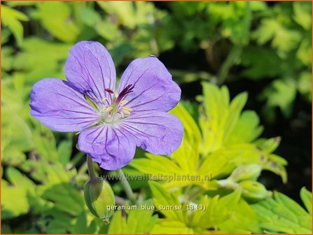 Geranium &#039;Blue Sunrise&#039; | Ooievaarsbek, Tuingeranium | Storchschnabel