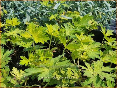 Geranium &#039;Blue Sunrise&#039; | Ooievaarsbek, Tuingeranium | Storchschnabel