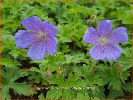 Geranium himalayense &#039;Baby Blue&#039; | Ooievaarsbek, Tuingeranium | Himalaya-Storchschnabel