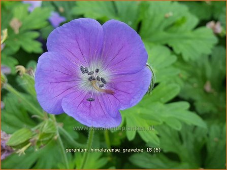 Geranium himalayense &#039;Gravetye&#039; | Ooievaarsbek, Tuingeranium | Himalaya-Storchschnabel