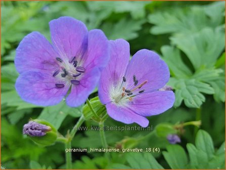 Geranium himalayense &#039;Gravetye&#039; | Ooievaarsbek, Tuingeranium | Himalaya-Storchschnabel