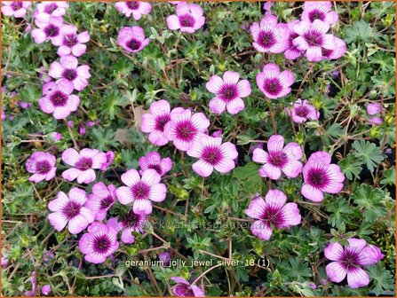 Geranium &#039;Jolly Jewel Silver&#039; | Ooievaarsbek, Tuingeranium | Storchschnabel