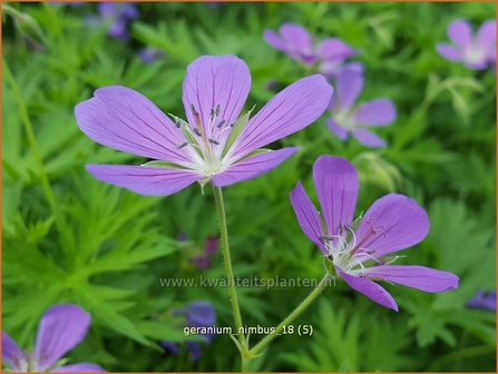 Geranium &#039;Nimbus&#039; | Ooievaarsbek, Tuingeranium | Storchschnabel