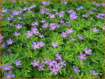 Geranium &#039;Nimbus&#039; | Ooievaarsbek, Tuingeranium | Storchschnabel