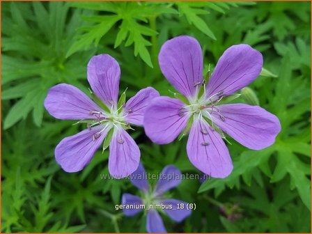 Geranium &#039;Nimbus&#039; | Ooievaarsbek, Tuingeranium | Storchschnabel