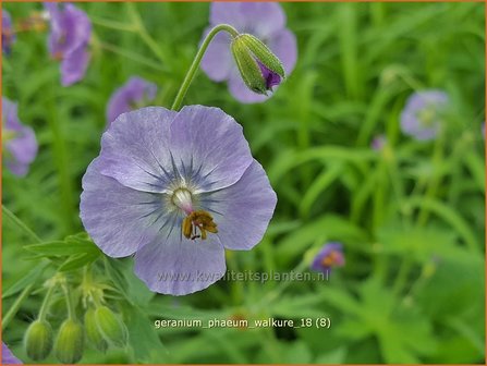 Geranium phaeum &#039;Walkure&#039; | Donkere ooievaarsbek, Ooievaarsbek, Tuingeranium | Brauner Storchschnabel