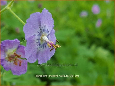 Geranium phaeum 'Walkure' | Donkere ooievaarsbek, Ooievaarsbek, Tuingeranium | Brauner Storchschnabel
