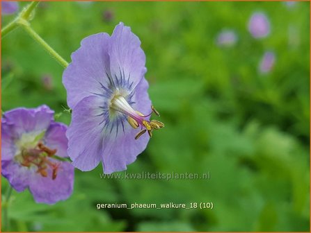 Geranium phaeum &#039;Walkure&#039; | Donkere ooievaarsbek, Ooievaarsbek, Tuingeranium | Brauner Storchschnabel