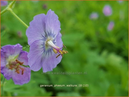 Geranium phaeum &#039;Walkure&#039; | Donkere ooievaarsbek, Ooievaarsbek, Tuingeranium | Brauner Storchschnabel