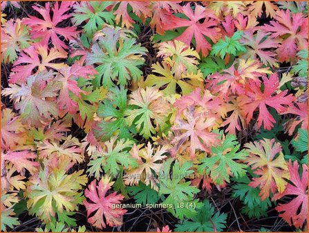Geranium &#039;Spinners&#039; | Ooievaarsbek, Tuingeranium | Storchschnabel