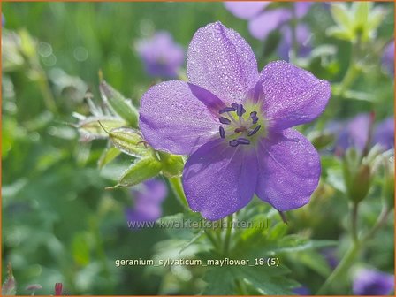 Geranium sylvaticum &#039;Mayflower&#039; | Bosooievaarsbek, Ooievaarsbek, Tuingeranium | Wald-Storchschnabel