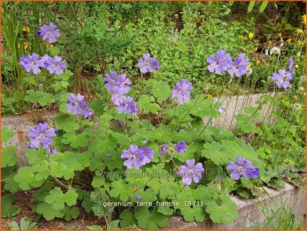 Geranium &#039;Terre Franche&#039; | Ooievaarsbek, Tuingeranium | Storchschnabel