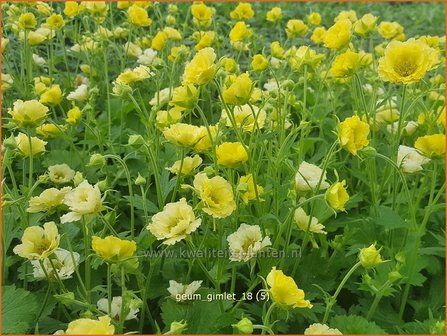 Geum &#039;Gimlet&#039; | Nagelkruid | Nelkenwurz