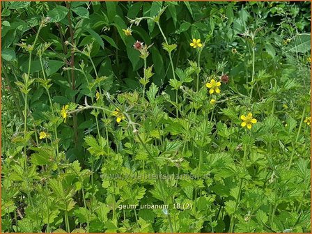 Geum urbanum | Geel nagelkruid, Nagelkruid | Echte Nelkenwurz
