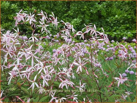 Gillenia trifoliata &#039;Pink Profusion&#039; | Driebladige braakwortelspirea | Dreiblattspiere