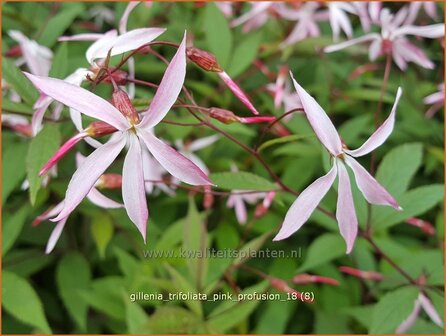 Gillenia trifoliata &#039;Pink Profusion&#039; | Driebladige braakwortelspirea | Dreiblattspiere