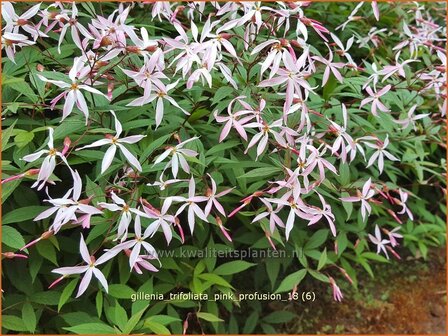 Gillenia trifoliata &#039;Pink Profusion&#039; | Driebladige braakwortelspirea | Dreiblattspiere