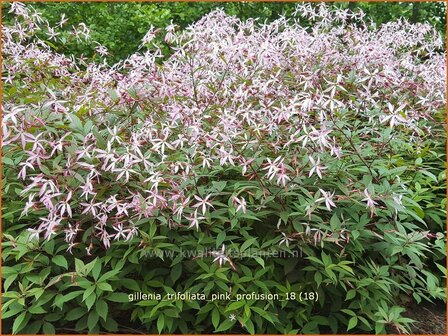 Gillenia trifoliata &#039;Pink Profusion&#039; | Driebladige braakwortelspirea | Dreiblattspiere