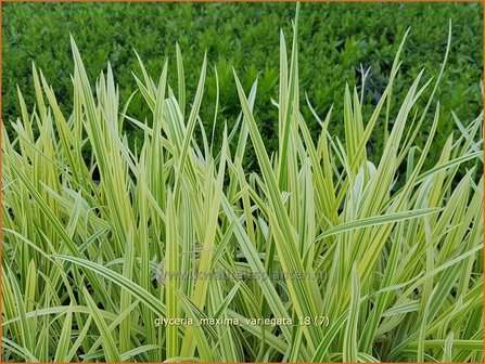 Glyceria maxima &#039;Variegata&#039; | Bont liesgras, Liesgras | Riesens&uuml;&szlig;gras