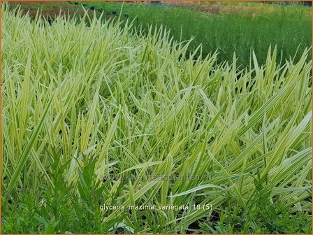 Glyceria maxima &#039;Variegata&#039; | Bont liesgras, Liesgras | Riesens&uuml;&szlig;gras