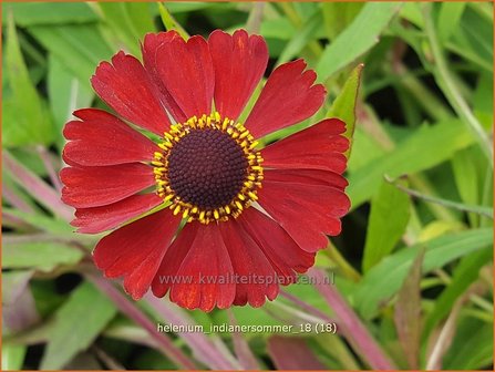 Helenium 'Indianersommer' | Zonnekruid | Sonnenbraut