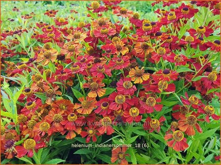 Helenium 'Indianersommer' | Zonnekruid | Sonnenbraut