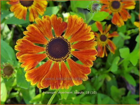 Helenium &#039;Moerheim Beauty&#039; | Zonnekruid | Sonnenbraut