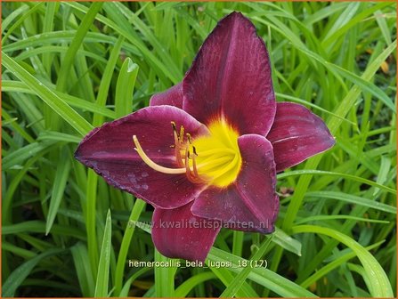 Hemerocallis &#039;Bela Lugosi&#039; | Daglelie | Taglilie